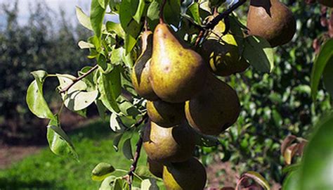 How To Grow Pear Trees Garden Guides