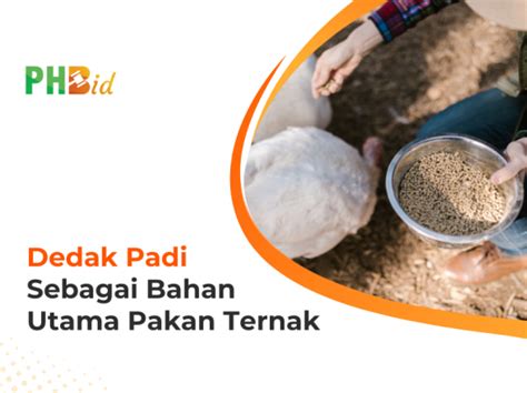 MENGENAL 6 JENIS PAKAN TERNAK DAN MANFAATNYA Prahu Hub