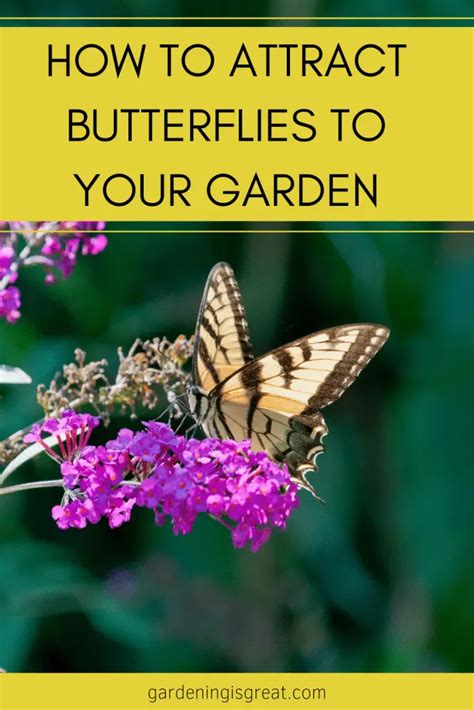 How To Attract Butterflies To Your Garden Gardening Is Great