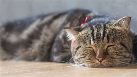 Wie Erkennt Man Dass Eine Katze Stirbt Anzeichen Und Symptome