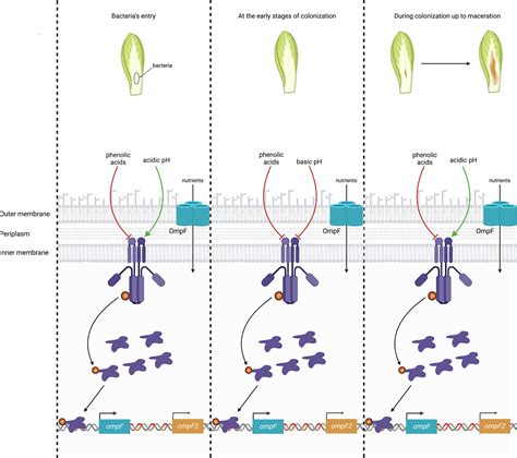 Emergence Of The Dickeya Genus Involved Duplication Of The Ompf Porin