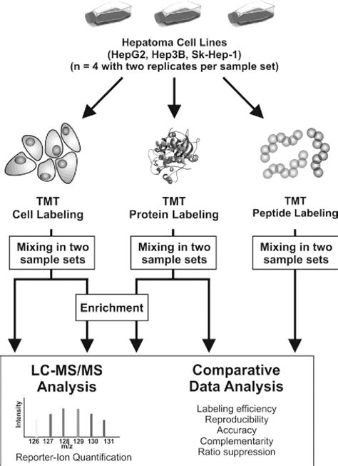 Figure 1 From Nhs Based Tandem Mass Tagging Of Proteins At The Level Of