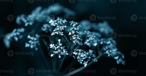 Wild grass background 17565717 Stock Photo at Vecteezy