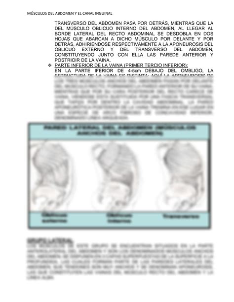 Solution Resumen De M Sculos Del Abdomen Y Canal Inguinal Studypool