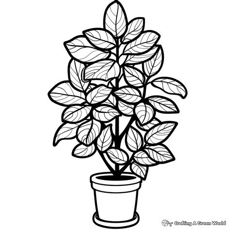 House Plant Coloring Pages Free Printable