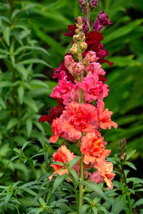 Multicolored Snapdragon Flowers Close Up On A Flower Bed Stock Image