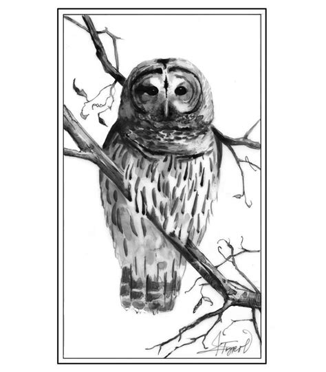 Barred Owl Illustration