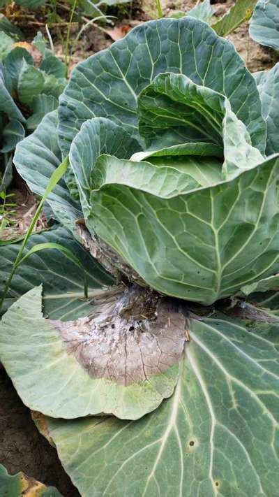 What Insecticide Should Be Used In Cabbage Farming Community Plantix