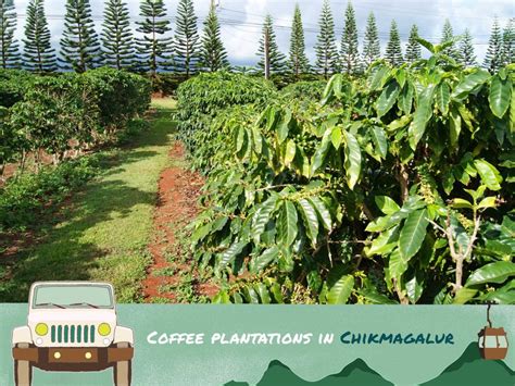 #60DaysOfSummer - Coffee Plantations in Chikmagalur - Savaari Car ...