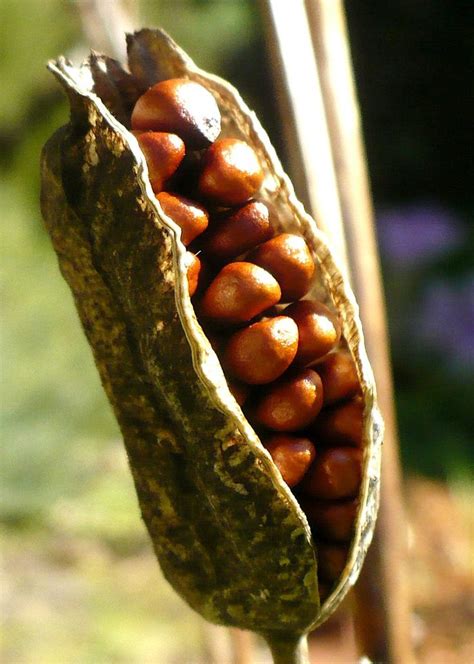 23 best images about Seed Pods on Pinterest | Jo o'meara, Beans and Art ...