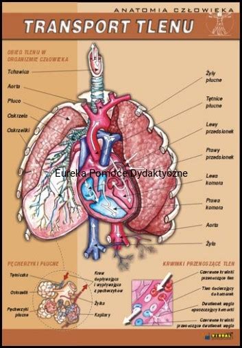 Anatomia człowieka zestaw 20 plansz dydaktycznych 100 x 70 cm Eureka