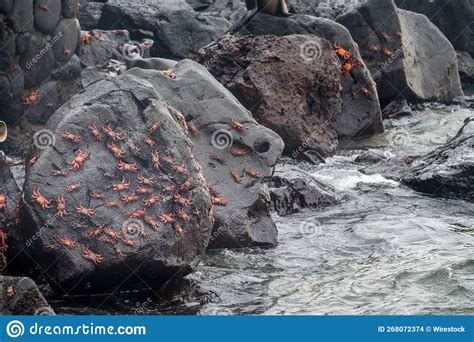 Cast Of Red Crabs On The Rocks Above The Sea Water At Puerto Ayora In