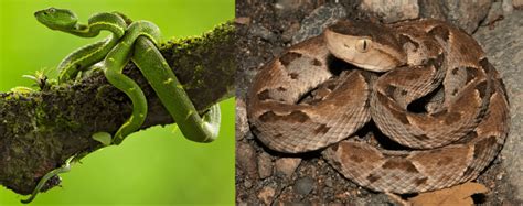 Common Snakes In Costa Rica Bird Watching Hq