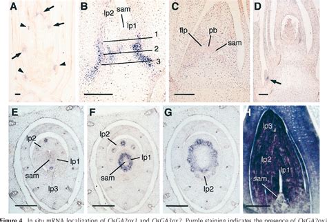 Figure From Expression Of A Gibberellin Oxidase Gene Around The