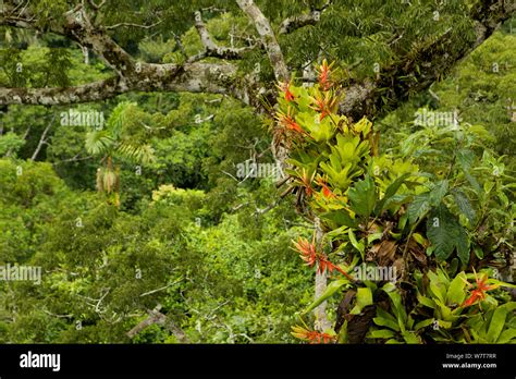 Amazon Rainforest Canopy View With Flowering Bromeliad Epiphytes Growing On A Branch Of A Giant