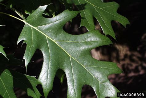 Northern Red Oak Quercus Rubra