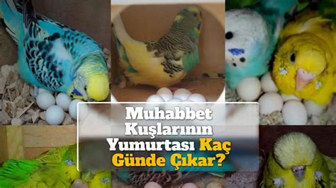 Muhabbet Kuşlarının Yumurtası Kaç Günde Çıkar