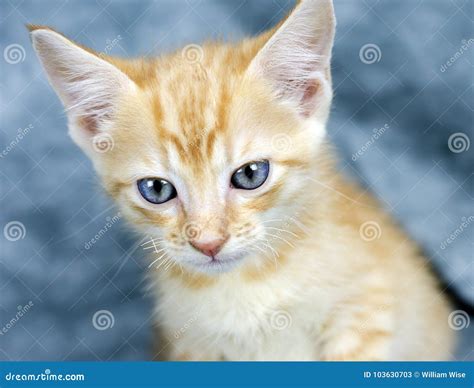 Orange Kitten with Blue Eyes Stock Image - Image of eyes, laying: 103630703