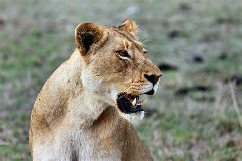 Free picture: big cat, lion, animal, wild, Africa, predator