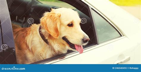 Feliz Joven Perro Recuperador De Oro Sentado En El Auto Mirando Por La