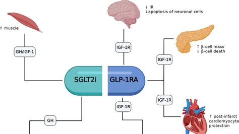 Exploring The Cardiorenal Protective Effects Of SGLT2 Inhibitors And