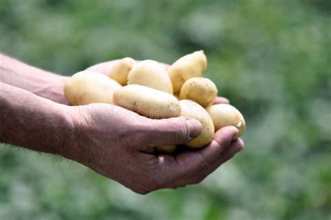 Jersey Royals Potatoes stock photo. Image of agriculture - 25304854