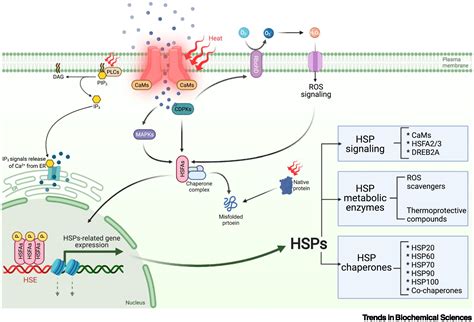 Plants Feel Heat at Margaret Pinto blog