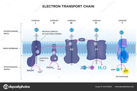 Une Chaîne Transport Délectrons Phosphylation Oxydative Stade Final