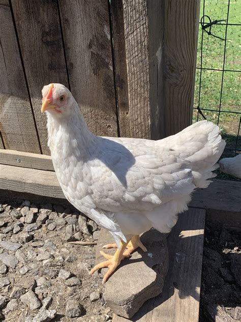 White Leghorn Barred Rock Chick BackYard Chickens Learn How To