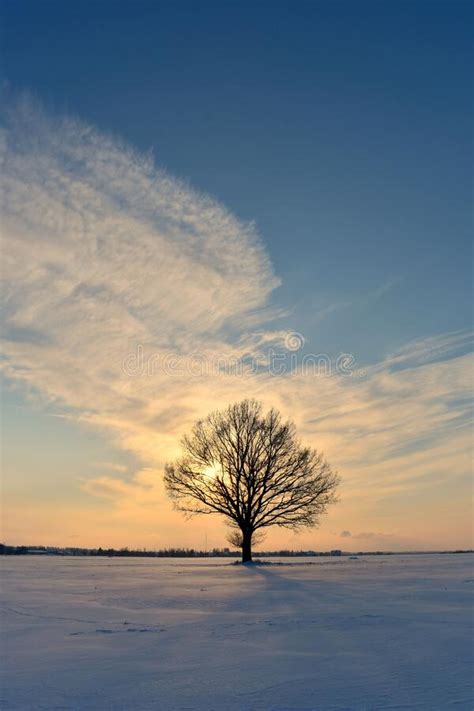 Tree without Leaves in Cold Winter Evening Stock Photo - Image of ...