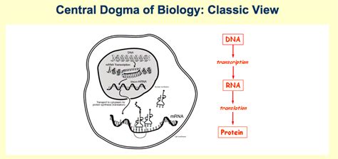 Dna And Protein Synthesis Mr Smit Life Sciences For Shs