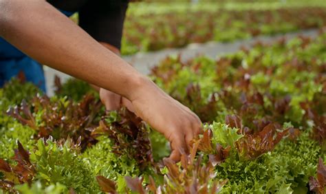 Qué es la agricultura regenerativa y qué beneficios ambientales tiene