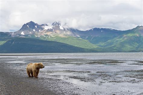 Katmai National Park Photos | Alaska Katmai Coast images.