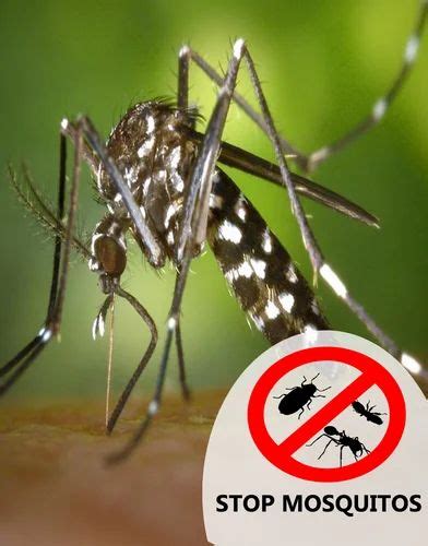 Mosquito Pest Control Services At Rs Square Feet In Chennai Id