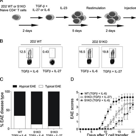 Il Induced S Ko Th Cells Cause Eae Upon Adoptive Transfer A