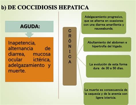 Coccidiosis En Conejos Clasificacion Pptx