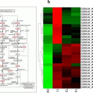 Gene Heat Map Enriched In The Valine Leucine And Isoleucine