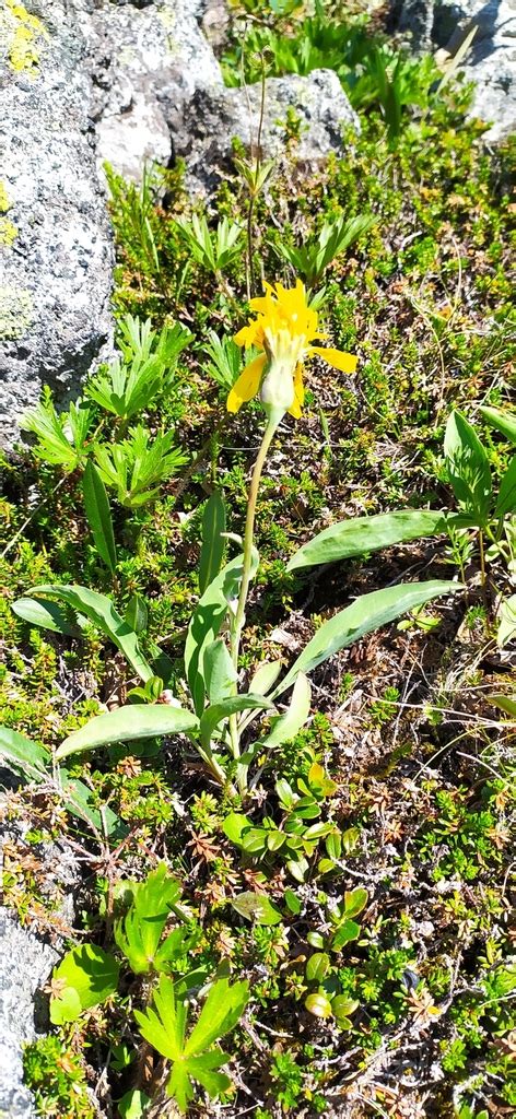 Scorzonera Glabra From On July