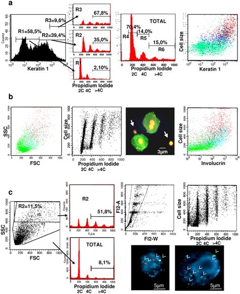 Polyploid cells and nuclei in epidermal cell suspensions. (a–c ... 
