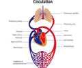 Cirkulationssystemet Flashcards Quizlet