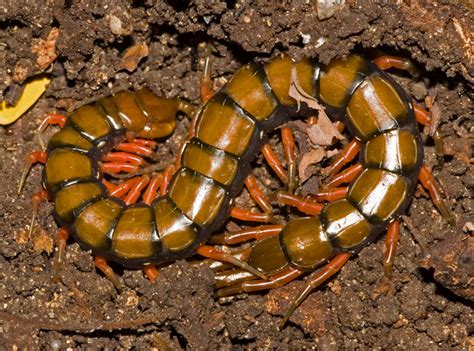 Amazonian Giant Centipede | Animal Wiki | Fandom