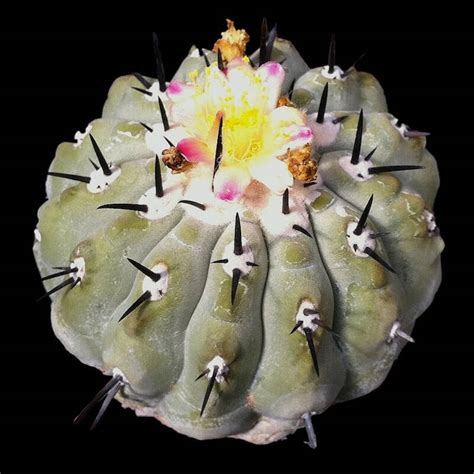 Copiapoa Il Fiore Tra Le Spine