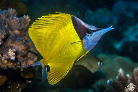 Yellow Long Nose Butterflyfish – Facts and Photographs