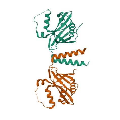 Rcsb Pdb Hxv Crystal Structure Of The Head And Coiled Coil Domains