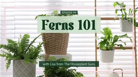 99 How To Care For Ferns Fern Care Guide Growing Joy With Plants