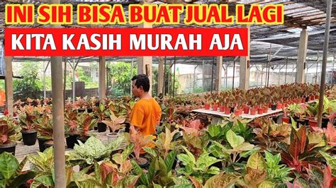 Ini Sih Bisa Buat Jual Lagi Aglaonema Harga Promo Habiskan