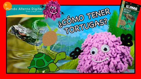 Te Enseño A Tener Tortugas Aprende Sobre Mascotas Youtube