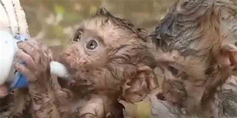 Baby Monkeys Are Fed After Being Rescued From The Flood Canada Free Press