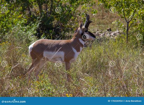 Wild Pronghorn on the Grasslands of Custer State Park Stock Photo ...