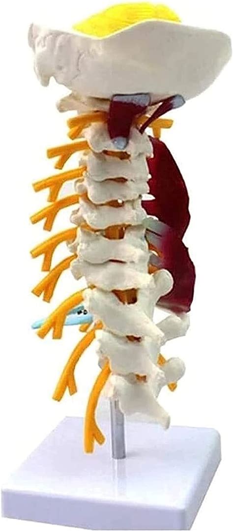 Human Cervical Vertebrae Modell Achselh Hle Physical Sized Bone